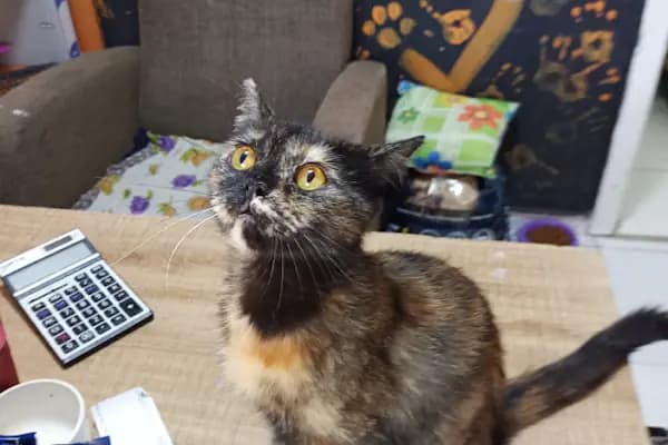 Cici PetShop - Evcil Hayvan Malzemeleri Mağazası - Antalya Muratpaşa