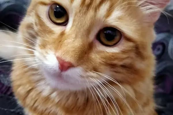 Şenoğlu Veteriner Kliniği - Veteriner - Konya Selçuklu