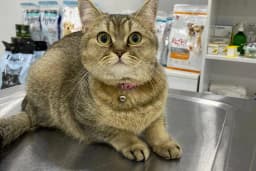 Salihli Yaşam Veteriner Kliniği