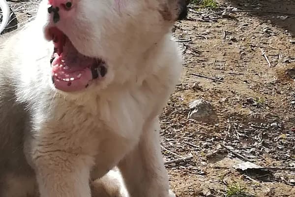 İsa Veteriner Kliniği - Acil Durum Veterinerlik Hizmeti - Kahramanmaraş Onikişubat