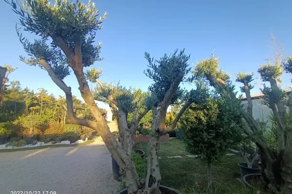 Seçkin peyzaj - Üretici - Antalya Döşemealtı
