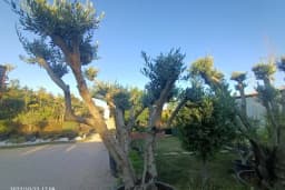 Seçkin peyzaj