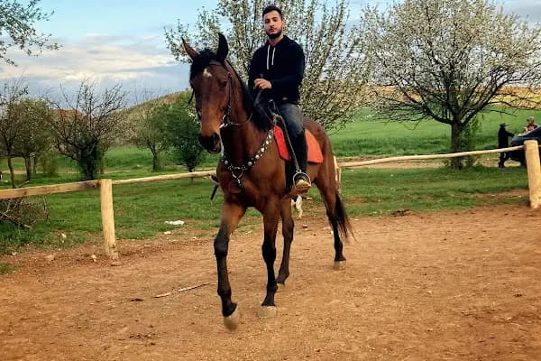 FERES BİNİCİLİK (ATLI SAFARİ TURU) - At Binme Hizmeti - Ankara Çankaya