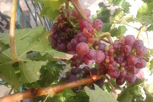 Aytekin Market - Bakkal - Denizli Merkezefendi