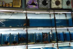 Ankara Pet Shop Akvaryum &amp; Evcil Hayvan Ürünleri
