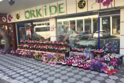 Bergama Orkide Çiçekçilik