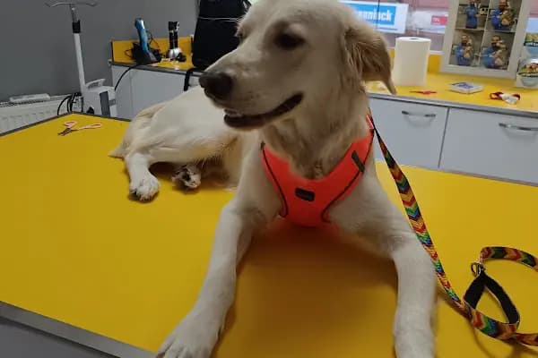 Petstory Veteriner Kliniği 7/24 Küçükçekmece - Veteriner - İstanbul Küçükçekmece