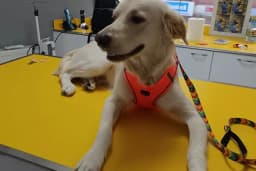 Petstory Veteriner Kliniği 7/24 Küçükçekmece