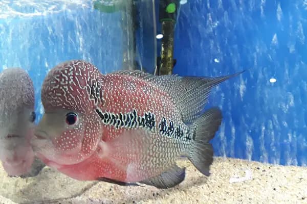 GÖKKUŞAĞI AKVARYUM &amp;PETSHOP - Akvaryum Mağazası - İstanbul Küçükçekmece