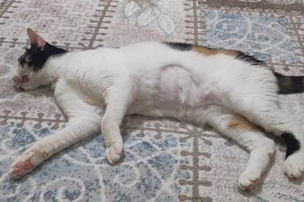 Venüs Veteriner Polikliniği - Veteriner - İzmir Bayındır