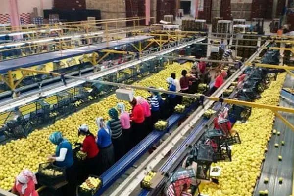 Polat Narenciye (Polat Citrus Industry) - Gıda Pazarı - Mersin Akdeniz