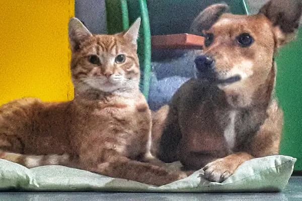 Badiko Petshop - Evcil Hayvan Malzemeleri Mağazası - Muğla Bodrum