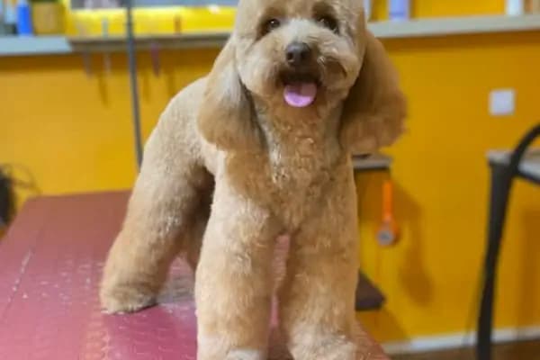Turgutreis Pet Kuaför - Evcil Hayvan Kuaförü - Muğla Ula