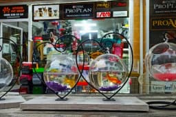Eftelya Petshop