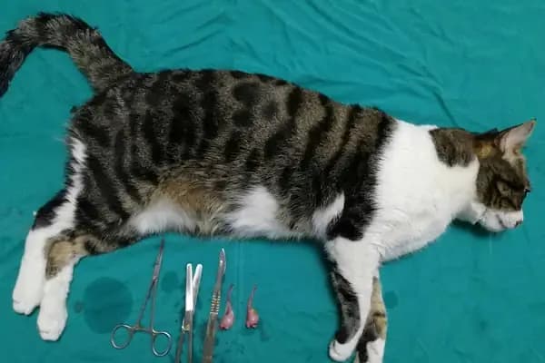 Nizip Veteriner Kliniği - Veteriner - Gaziantep Şahinbey