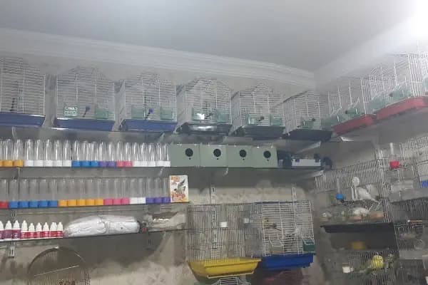 Şanlıurfa Muhabbet Kuşu Üretim - Kuşçu - Şanlıurfa Birecik