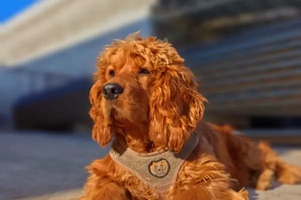Kuzey Veteriner Kliniği - Veteriner - Samsun Alaçam