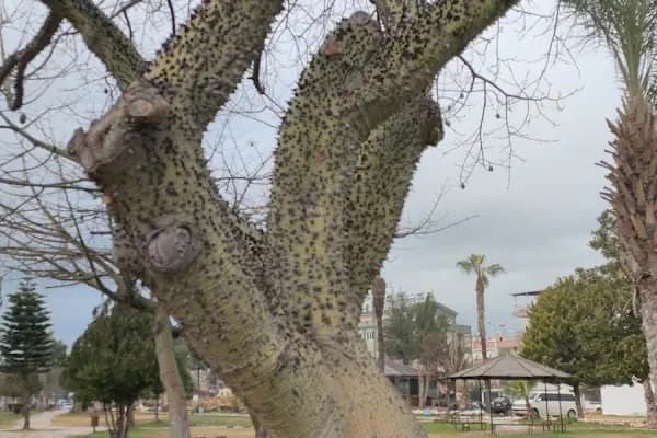 Sakarya Parkı - Park - Antalya Kepez