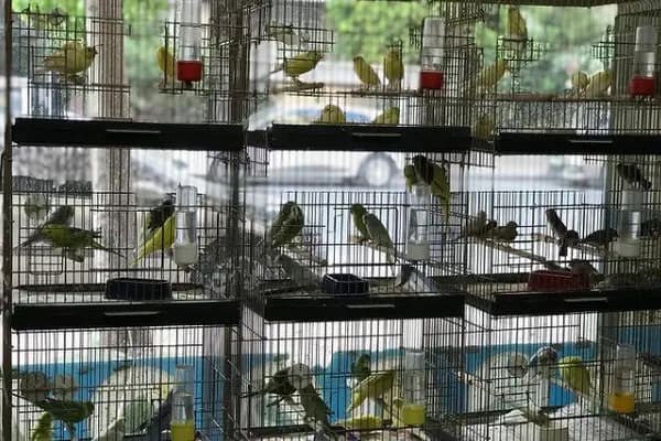 Manyas Petshop - Evcil hayvan mağazası - Mersin Akdeniz