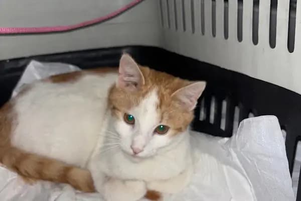 Tatlı Veteriner Kliniği - Veteriner - İzmir Aliağa