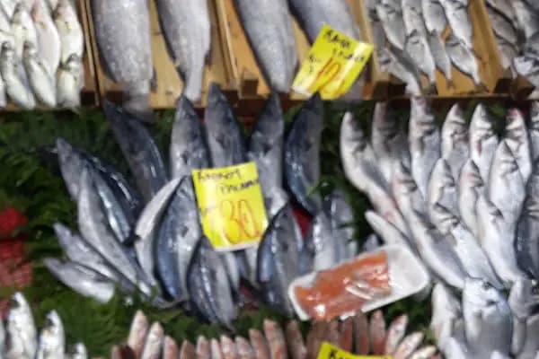 Karadeniz balikcilik - Balıkçı - Tekirdağ Kapaklı