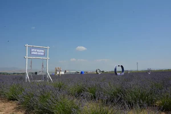 AKYURT BELEDİYESİ LAVANTA BAHÇESİ - Kurumsal Ofis - Ankara Akyurt