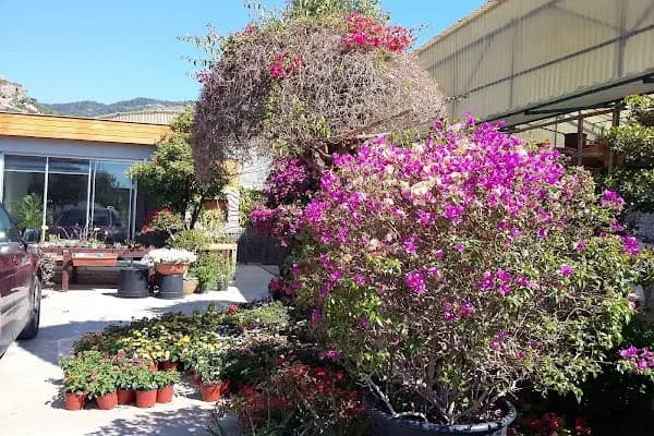 Cömert Çiçekçilik - Çiçekçi - Muğla Bodrum