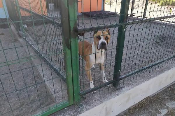 Aliağa Belediyesi Yeni Hayvan Barınağı - Hayvan Barınağı - İzmir Aliağa