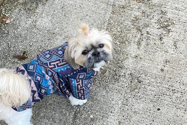 Petmark Evcil Hayvan Ürünleri - Evcil Hayvan Malzemeleri Mağazası - Ankara Gölbaşı