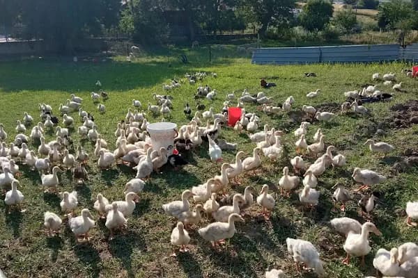 İstanbul Tavuk Cifliği - Kümes Hayvanları Çiftliği - İstanbul Arnavutköy