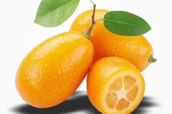 Turkuaz Tropikal Tarım LTD. ŞTİ. - Meyve Sebze Satış Yeri - Antalya Finike