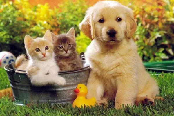 Özlüce Vet-RA Veteriner Kliniği - Veteriner - Bursa Nilüfer