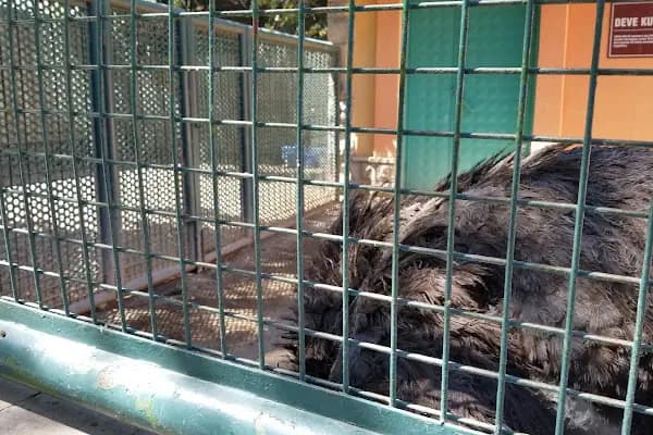 Evcil Hayvanlar Parkı - Park - Ankara Keçiören