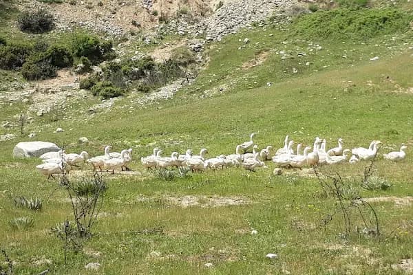 Dört yiğitler kaz ve hayvan çiftliği - Büyükbaş Hayvan Çiftliği - Bursa Büyükorhan