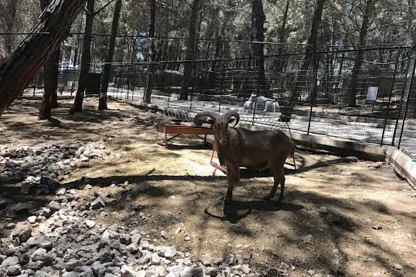 Kumluca Sarnıç Tepesi Hayvanat Bahçesi - Hayvanat Bahçesi - Antalya Manavgat