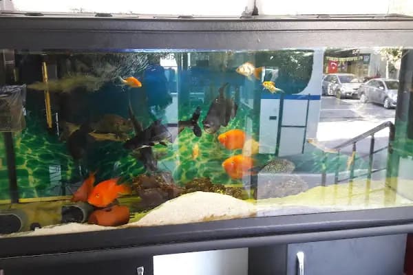 ALİAĞA PETSHOP - Akvaryum Mağazası - İzmir Karabağlar