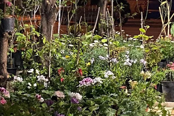 My Garden Çiçek Dünyası - Çiçekçi - Sakarya Adapazarı