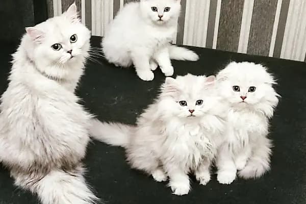 Vet Extra Güneşevler Veteriner Kliniği - Veteriner - Ankara Altındağ