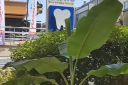 Dentpoint Ağız Ve Diş Sağlığı Polikliniği