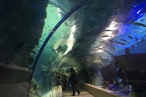 Emaar Square Aquarium World - Akvaryum - Akvaryum - İstanbul Üsküdar