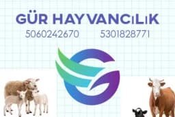 Gür Hayvancılık