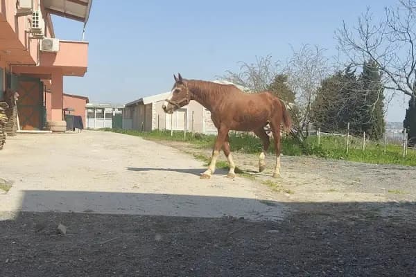 İstanbul Üniversitesi - Cerrahpaşa Veteriner Meslek Yüksekokulu - Üniversite - İstanbul Avcılar