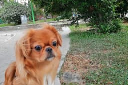 PODO VET VETERİNER KLİNİĞİ