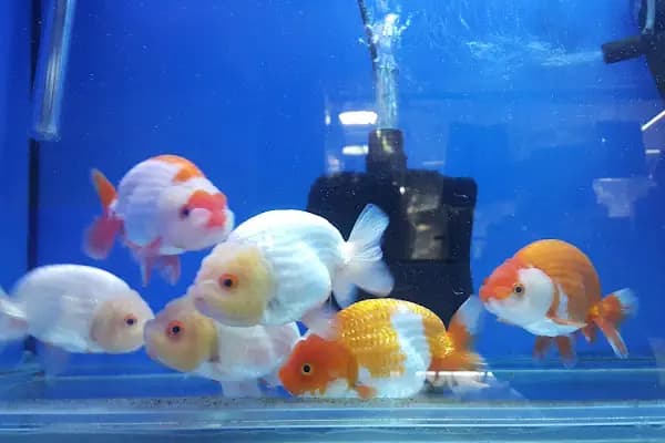 Doğa Pet Shop - Evcil Hayvan Malzemeleri Mağazası - Ankara Altındağ