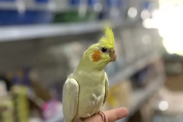 Cebeci Petshop Evcil Hayvan - Akvaryum Mağazası - İstanbul Sultangazi
