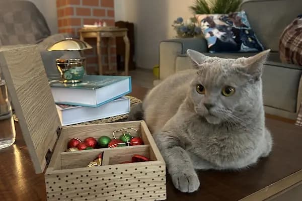 Anka Veteriner Kliniği - Veteriner - Konya Beyşehir