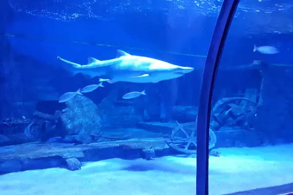 ViaSea Aquarium - Akvaryum - İstanbul Adalar