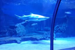 ViaSea Aquarium