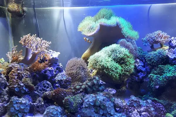 Ayzek Pet Shop - Evcil Hayvan Malzemeleri Mağazası - Ankara Yenimahalle