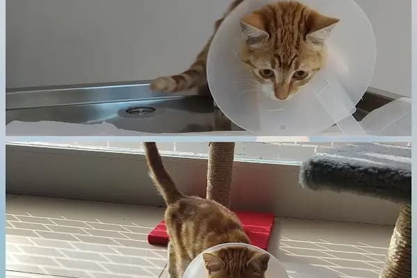CATDOG VETERİNER KLİNİĞİ - Veteriner - Balıkesir Karesi